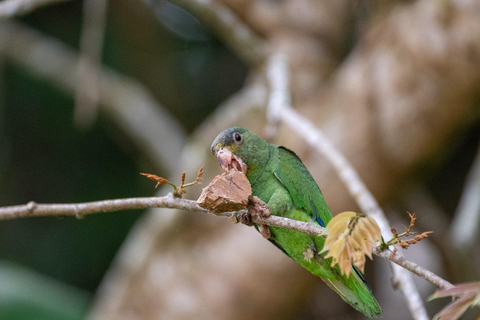 Puerto Maldonado: tour all&#039;alba al Cachuela Parrots Clay LickPuerto Maldonado: tour all&#039;alba con pappagalli cachuela e leccatoi di argilla