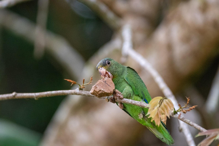 Puerto Maldonado: tour all&#039;alba al Cachuela Parrots Clay LickPuerto Maldonado: tour all&#039;alba con pappagalli cachuela e leccatoi di argilla