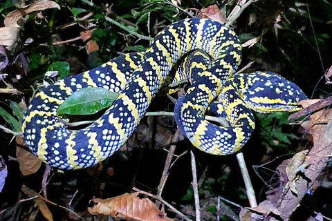 Khao Sok: Half-Day & Night Wildlife Trek and Jungle Dinner Option 6: Half-Day & Night Trek with Dinner From Khao Lak