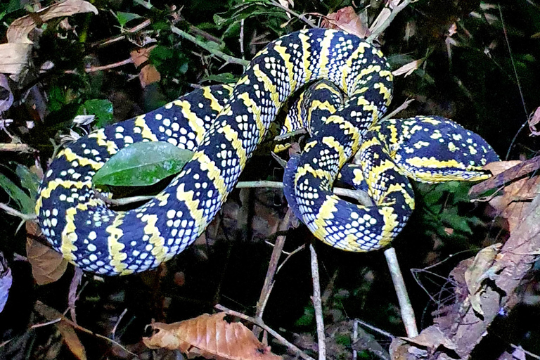 Khao Sok: Half-Day & Night Wildlife Trek and Jungle Dinner Option 6: Half-Day & Night Trek with Dinner From Khao Lak