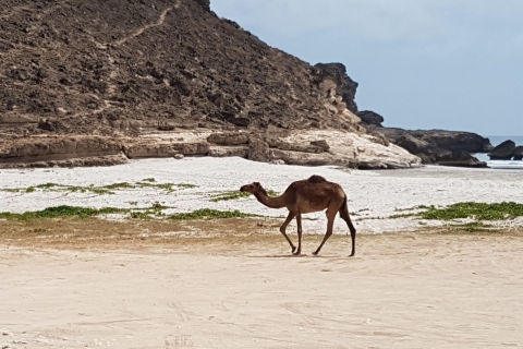 West Salalah strandsafari - Mughsail, Fazayah, spuitgatenPrivétour: West Salalah volledige dagtour