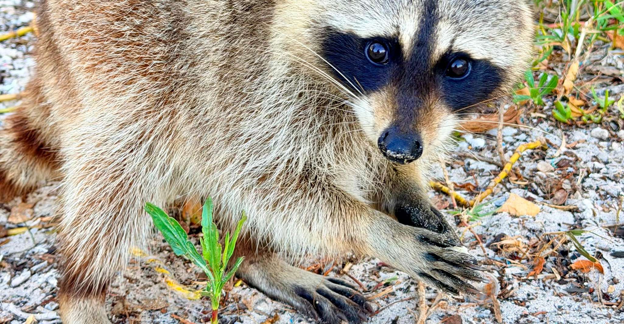 Raccoon Island Adventure: Wildlife, Island Walk & Floats photo 10