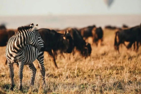 Maasai Mara: Highlight Safaris and exclusive game drives