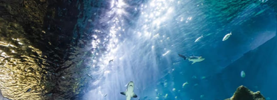 Mexico : billet d'entrée à l'Acuario Michin