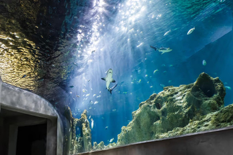 Mexico : billet d'entrée à l'Acuario Michin
