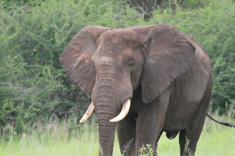 4-Day Tanzania Safari for Senior Travelers