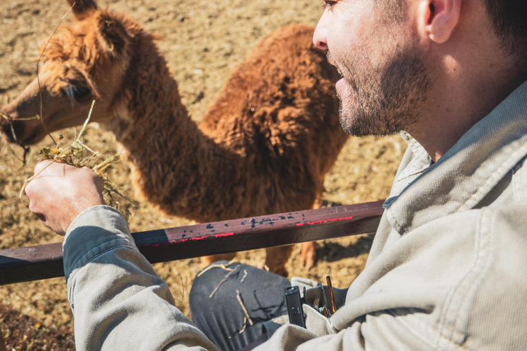 From Santiago: Rancagua Safari Park Zoo