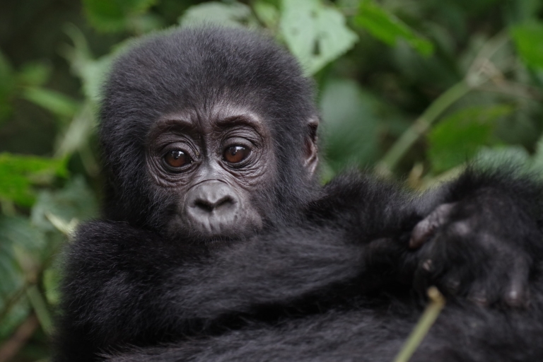 10-daagse safari in het wild en primaten in Oeganda