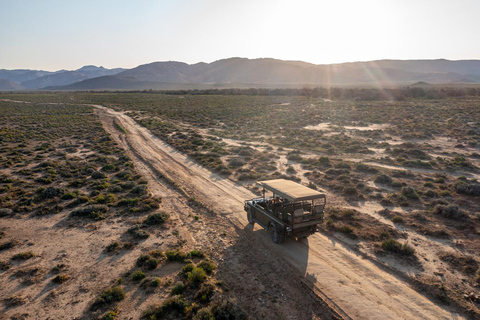 Cape Town: One-Day Safari with Game Drive & Lunch