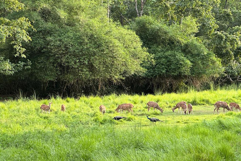 From Kathmandu to Chitwan: Jungle Safari + Meals &amp; Transport