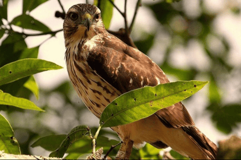 Private Birding Tour Punta Cana to Los Haitises Park