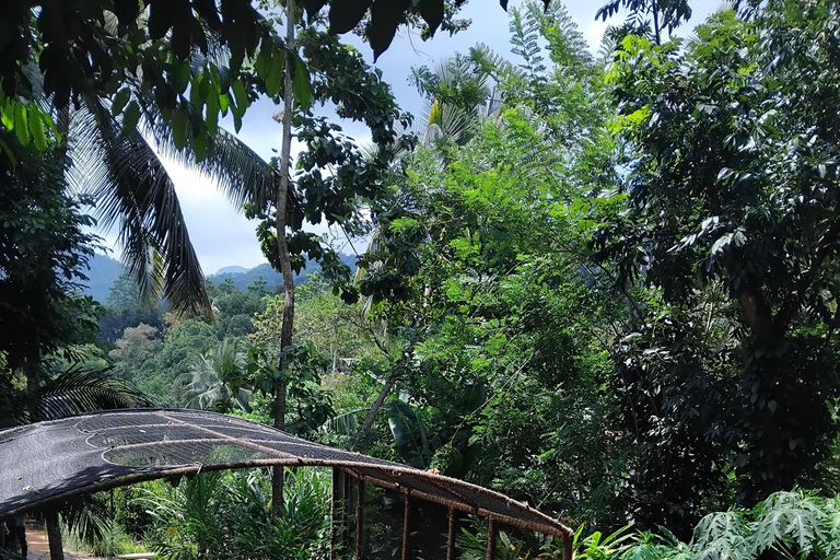 Kandy: Tuk-Tuk Sights, Culture, Shopping & Treatment