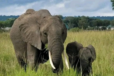 Da Zanzibar: 2 notti e 1 giorno nel PARCO NAZIONALE DI MIKUMI (3 giorni)