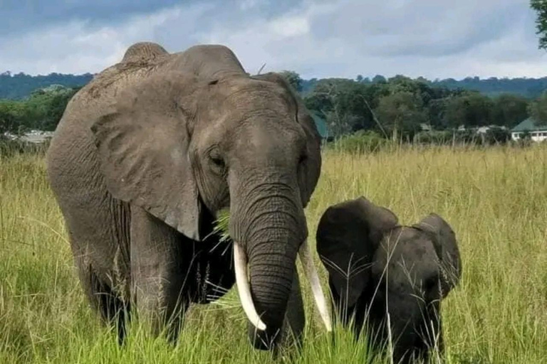 Au départ de Zanzibar : 2 nuits et 1 jour PARC NATIONAL DE MIKUMI ( 3 JOURS )