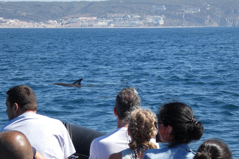 Delfinbeobachtung im Arrábida Naturpark