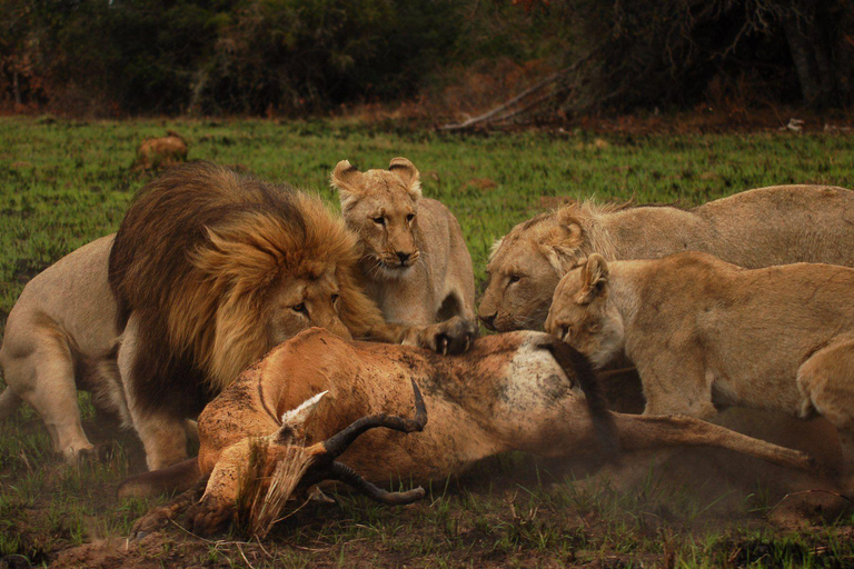 Schotia Safari – Big 5 Experience with High Lion Sightings