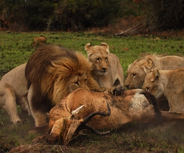 Port Elizabeth: Schotia Safaris Game Reserve Safari