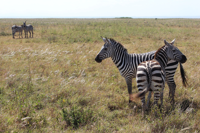 Safari por el Parque Nacional de Nairobi