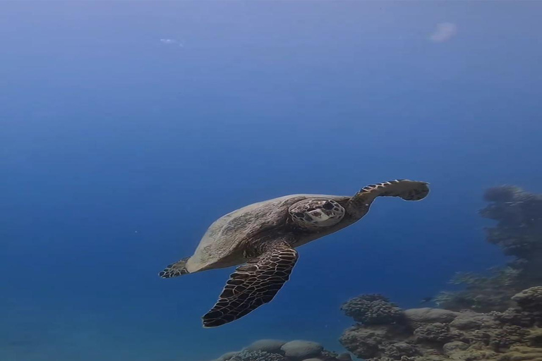 Expérience de plongée sous-marine sur le côté ou à AlanyaDe côté