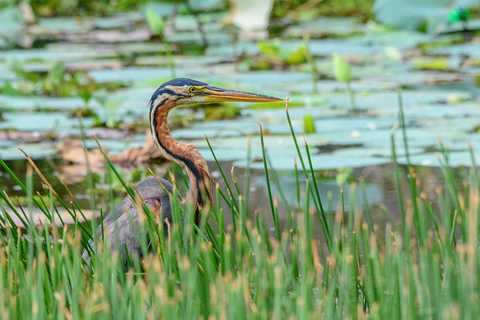 Birdwatching Walk in Thalangama Wetland from Colombo