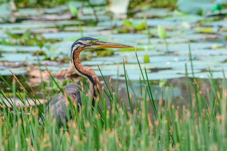 Birdwatching Walk in Thalangama Wetland from Colombo