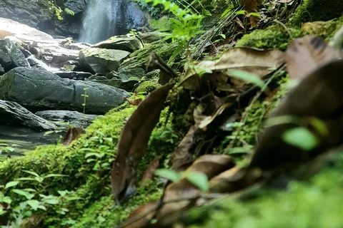 Trinidad: Avocat Waterfall and Maracas Bay Beach Tour
