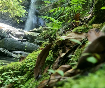Trinidad: Avocat Waterfall and Maracas Bay Beach Tour