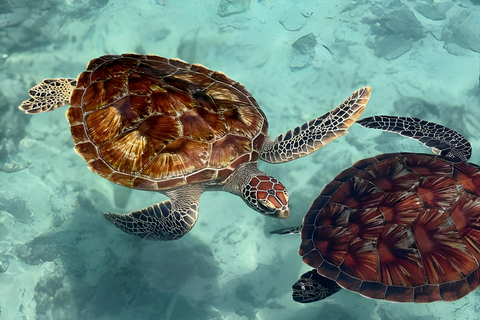 Zanzibar: Simma med sköldpaddor i Salaam-grottan och en bevarande-turKizimkazi: Salaam-grottan, simma med sköldpaddor och bevarande