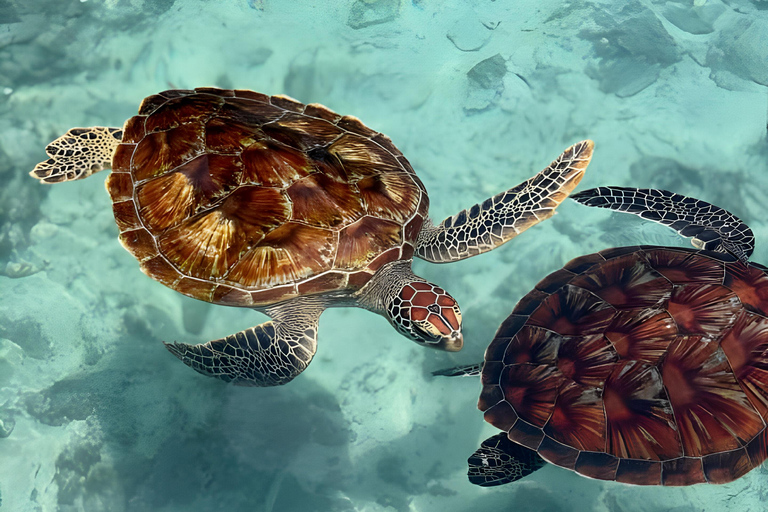 Zanzibar: Simma med sköldpaddor i Salaam-grottan och en bevarande-turKizimkazi: Salaam-grottan, simma med sköldpaddor och bevarande