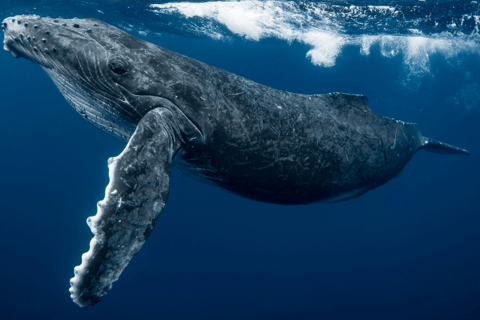 Panama City: Experience the best whale watching in Las Perlas Panama City: Experience the Best Whale Watching in Las Perlas