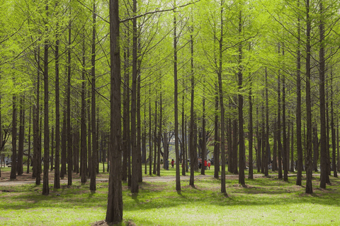 Seul: Tour de Nami e Petite France com K-Garden opcional