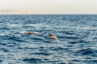 Port d'Alcudia, Sunrise at Sea & Dolphin Watching Boat Tour - Housity