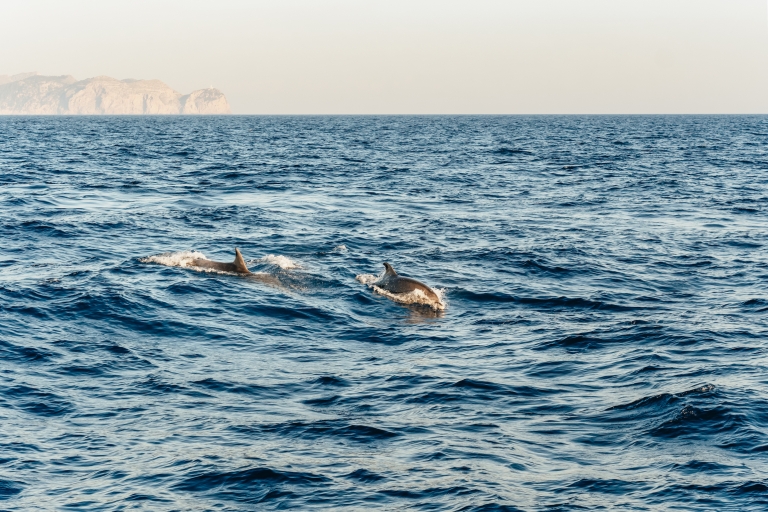 Mallorca: zonsopgang op het water en dolfijnentour