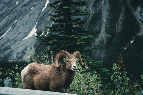 Banff Fall Tour: Lakes, Mountains, Falls & Autumn Views