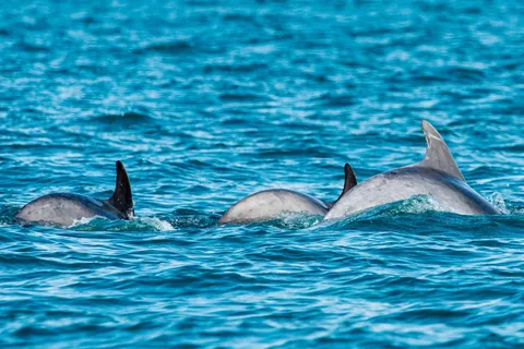Muscat: Dolphin Watching Boat Trip with Snacks
