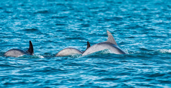 Muscat: Dolphin Watching Boat Amazing Trip