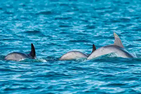 Muscat: Dolphin Watching Boat Trip with Snacks