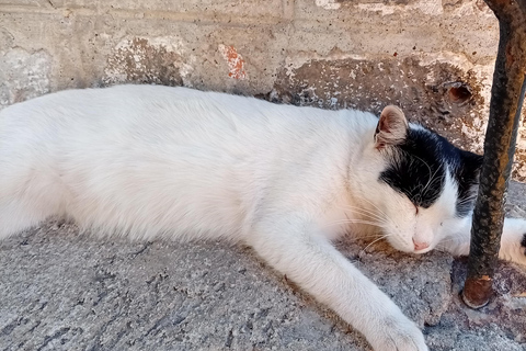 Sarajevo Street Cats Tour