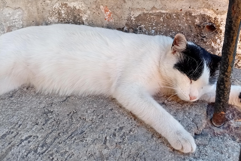 Sarajevo Street Cats Tour