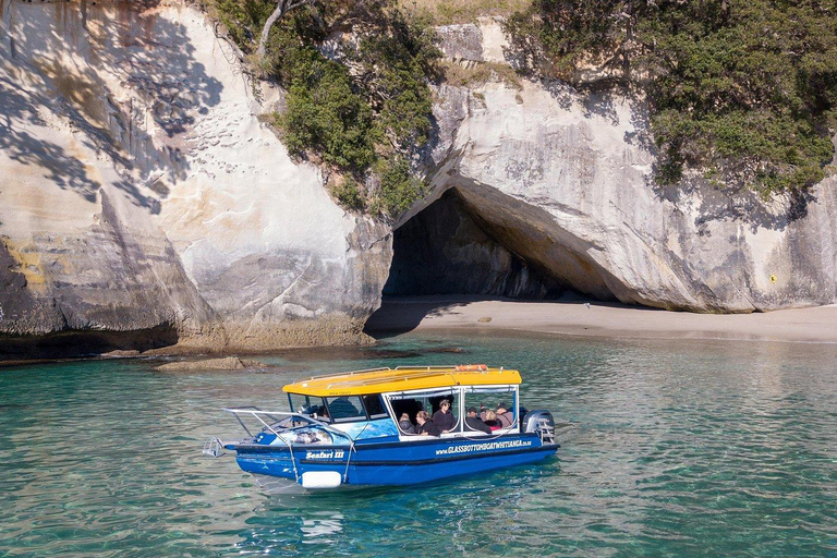Whitianga: 2-Hour Glass Bottom Boat Cathedral Cove Tour