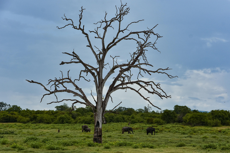 Von Colombo aus: 2-tägige Wildlife &amp; Heritage Tour an der Südküste