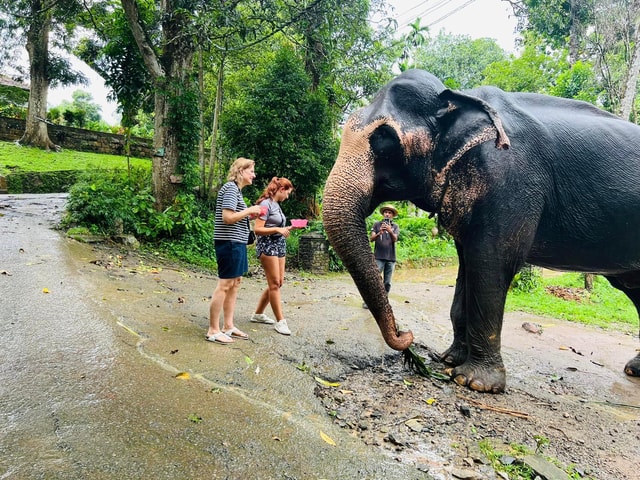 Pinnawala Day Tour from Kandy (Private tour )