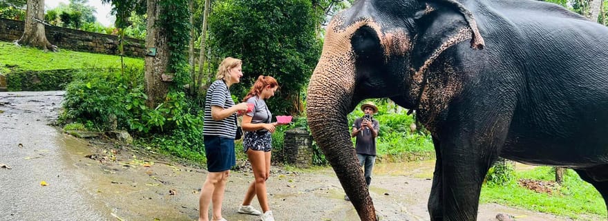 Excursion d'une journée à Pinnawala depuis Kandy (visite privée)