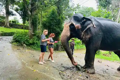 Pinnawala Day Tour from Kandy (Private tour )