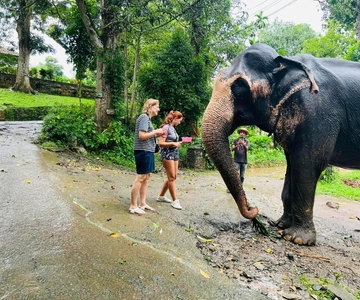 Pinnawala dagtour vanuit Kandy (privétour)