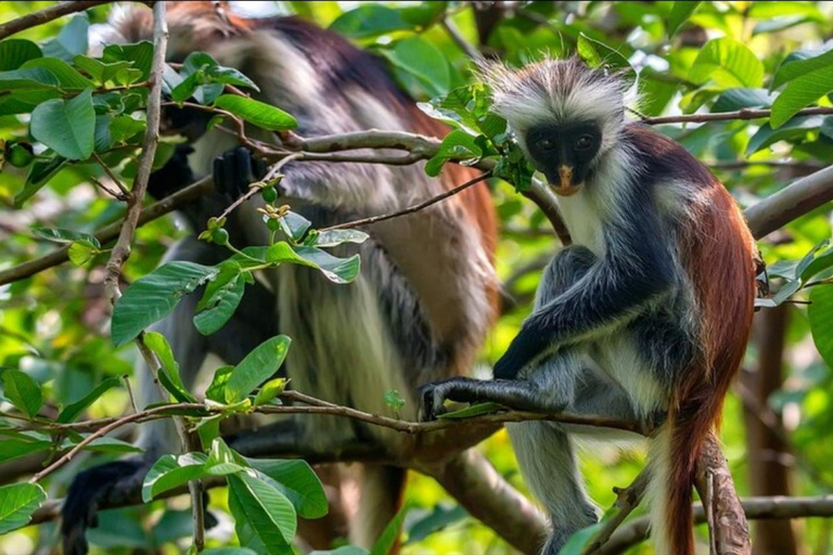 زنجبار: مزرعة التوابل وغابة جوزاني ومحمية السلاحف البحريةرحلة خاصة ليوم كامل مع جميع رسوم الدخول و