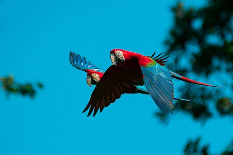 Découvrez le festival de la plume à l&#039;argilière de Chuncho
