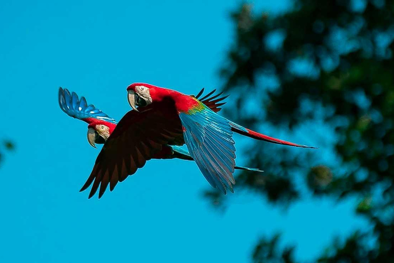 Découvrez le festival de la plume à l&#039;argilière de Chuncho