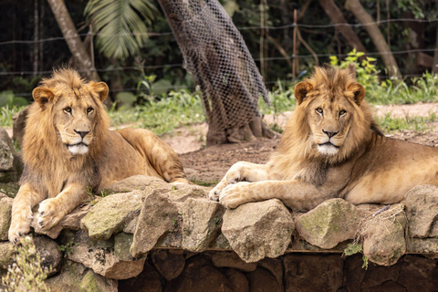 São Paulo : billet d'entrée pour le zoo de São Paulo