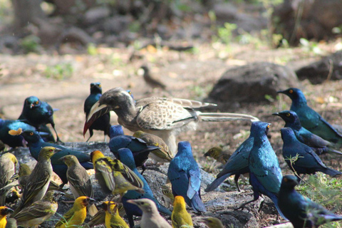 Addis Abeba: 2-Tages-Tour zum Awash-Nationalpark &amp; heiße QuellenAddis Abeba: 2-tägige Tour im Awash-Nationalpark &amp; heiße Quellen